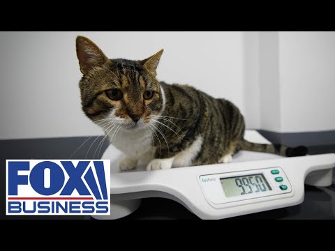 How Pet Med Home Delivery Is Changing Vet Visits