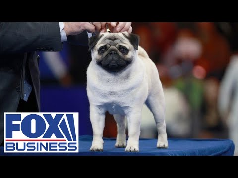 THANKSGIVING TRADITION: Insider details on the 23rd annual National Dog Show