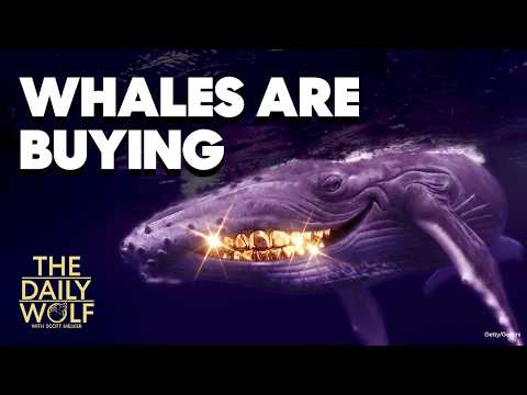 Everyone is selling. Whales aren’t.