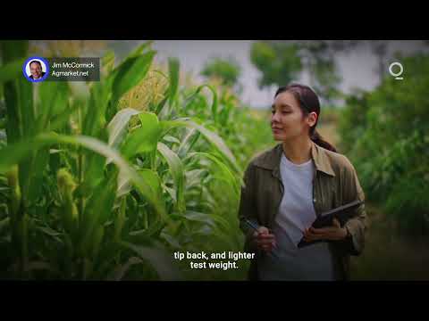 Will a Midwest Heat Dome Impact Grain Futures? | Presented by CME Group