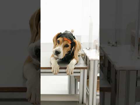 Can Dogs Transform Cancer Screening?