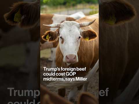 Trump’s foreign beef could cost GOP midterms, says Miller #shorts #beef #trump #agriculture #texas